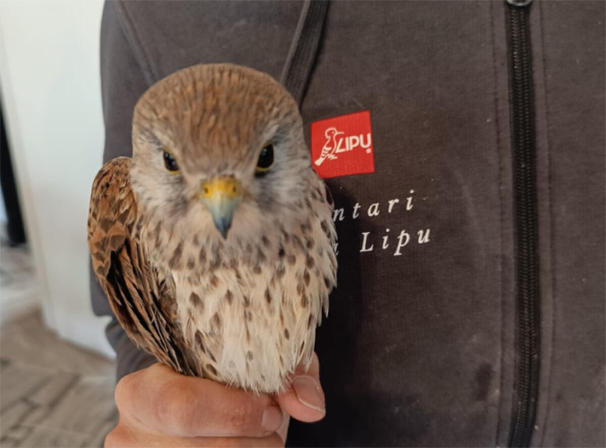 Un gheppio ferito recuperato all’interno dell’area protetta del Parco dei Castelli Romani. - 