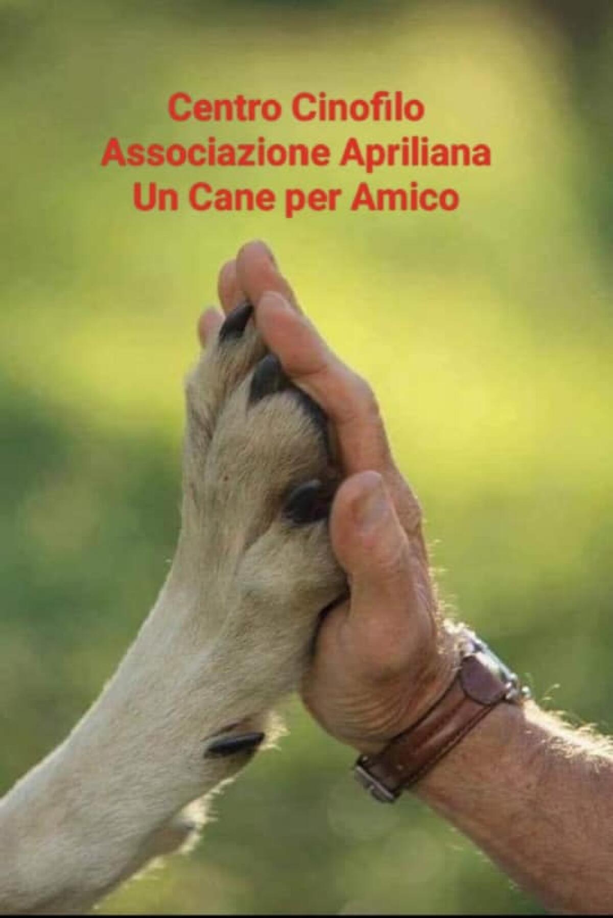 “Giornata dell’affido” ad Aprilia: il 13 Aprile l’evento dell’associazione “Un cane per Amico”. - 