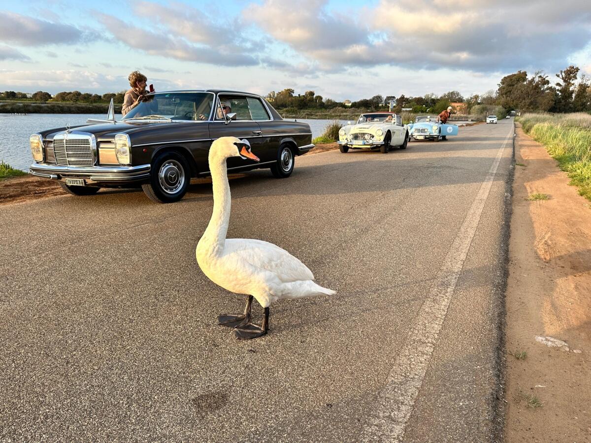 Coppa d'Oro della Maga Circe, 40 equipaggi sfilano in provincia - 