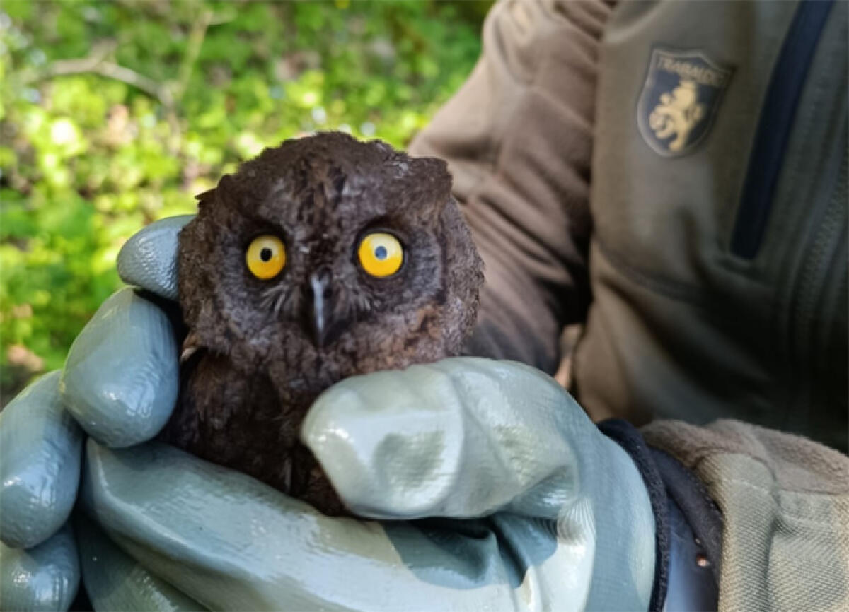 Liberato dalla tubatura di un termocamino, un assiolo torna in libertà a Rocca di Papa grazie ai guardiaparco. - 