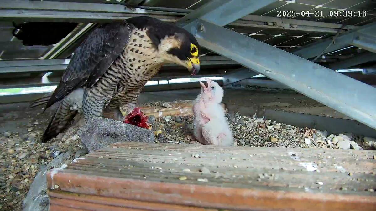 Sul tetto della Regione Lazio nasce un piccolo di falco pellegrino: al via il contest per scegliere il nome - 