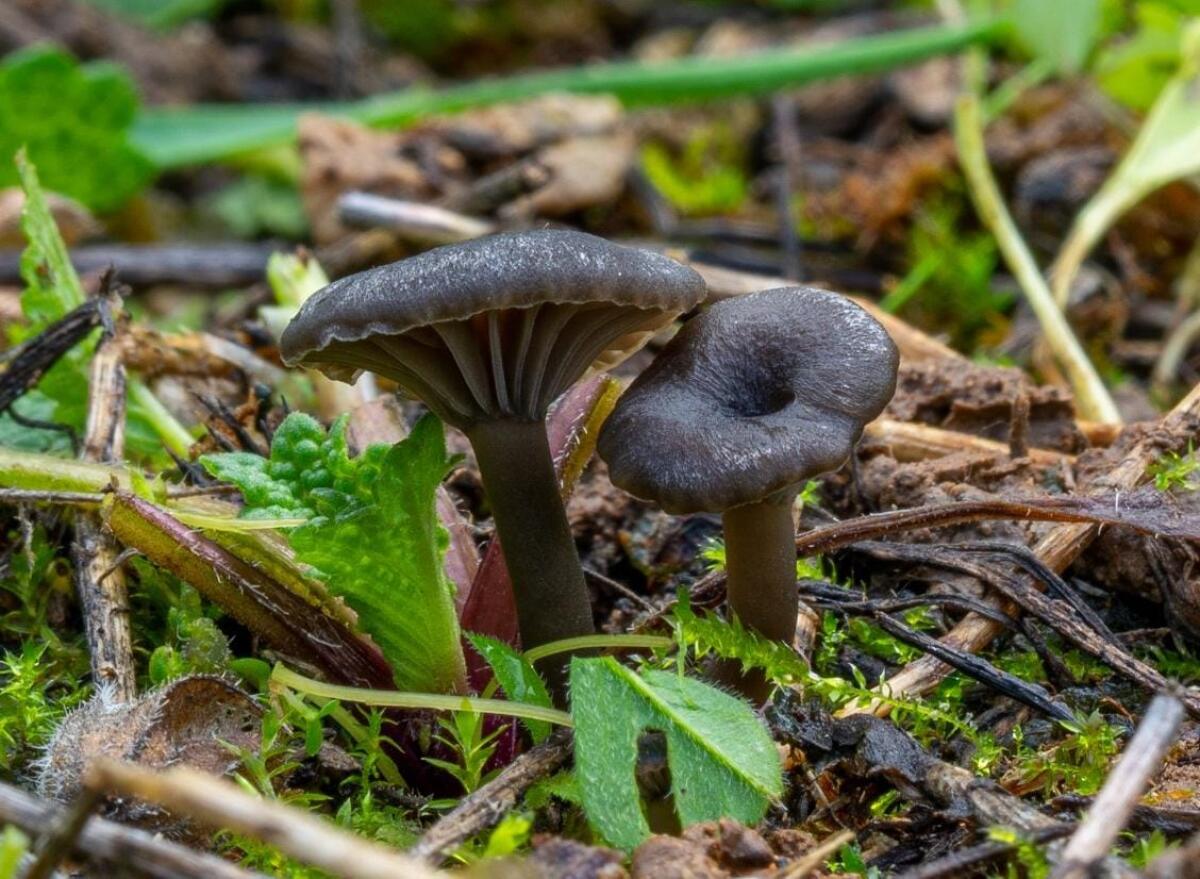 Scoperta in provincia di Latina, a Minturno, una nuova specie di fungo denominata Arrheniamonsducalis. - 