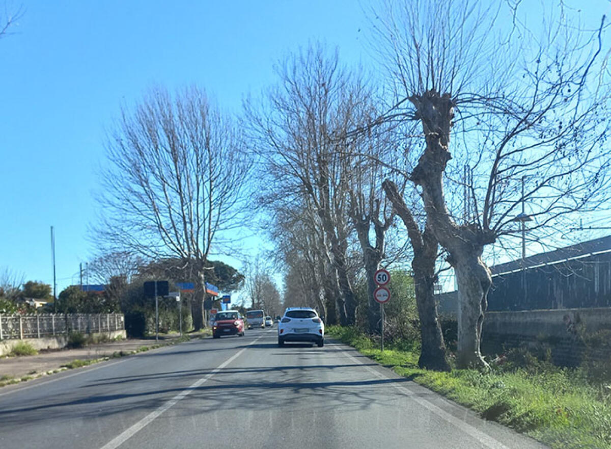 Lavori notturni sulla Nettunense: al via gli abbattimenti dei platani all’altezza del quartiere Falasche, ad Anzio. - 