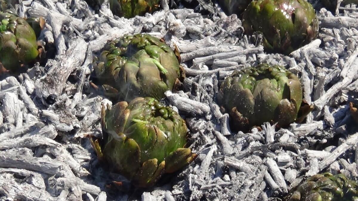 “Festa del Carciofo alla Matticella” sabato 26 e domenica 27 aprile a Velletri. Ma cos'è la matticella? - 