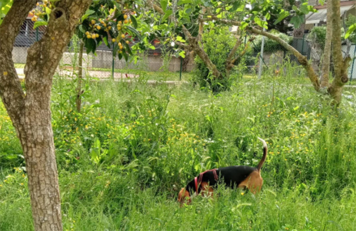 Aree cani ad Aprilia sommerse dalle sterpaglie e dispositivi contro le processionarie ormai deteriorati. Il Comune intervenga. - 