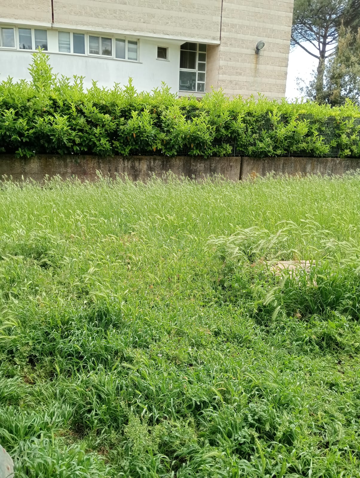 l'area cani del quartiere Toscanini, ad Aprilia