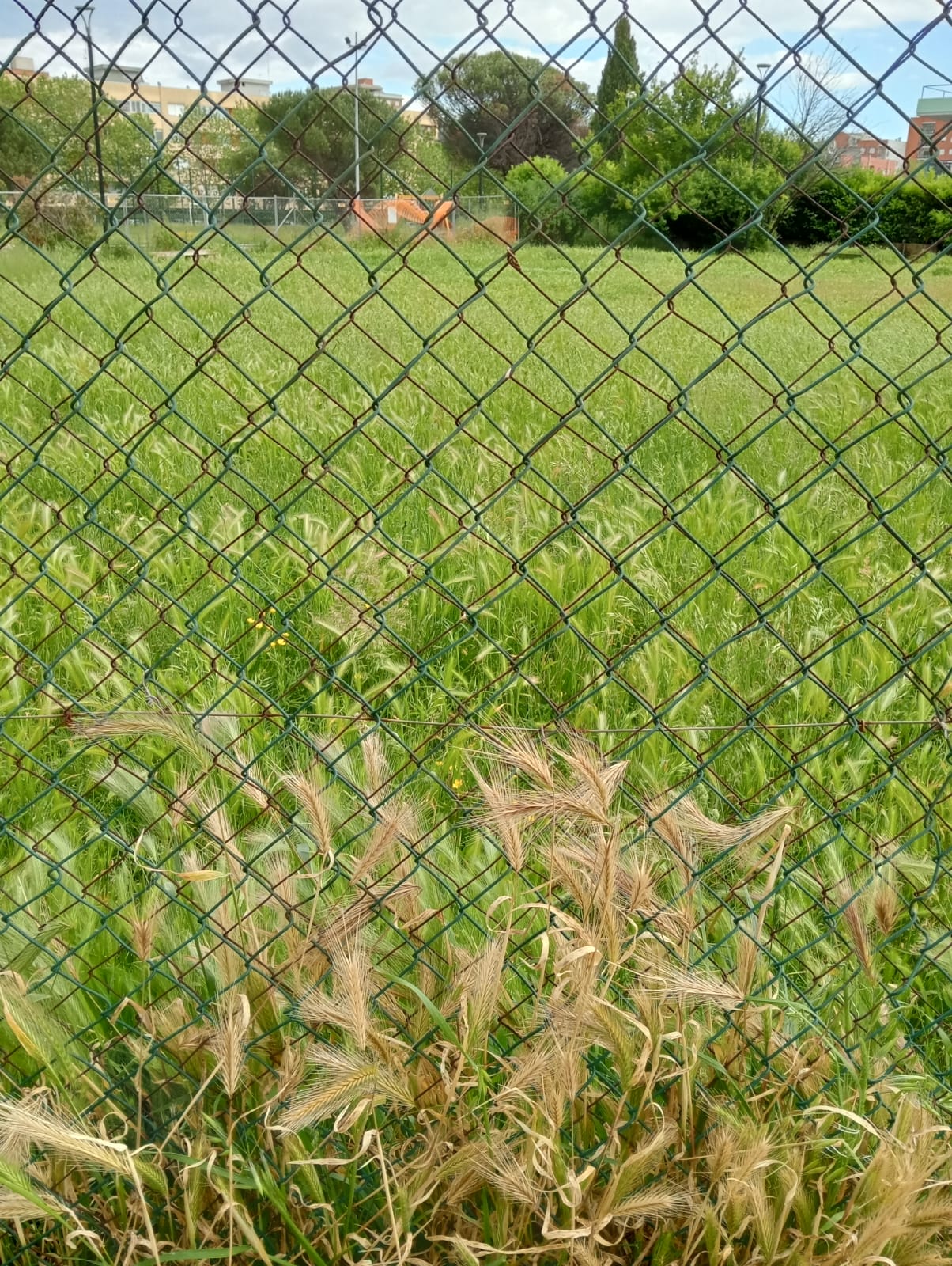 l'area cani del quartiere Toscanini, ad Aprilia