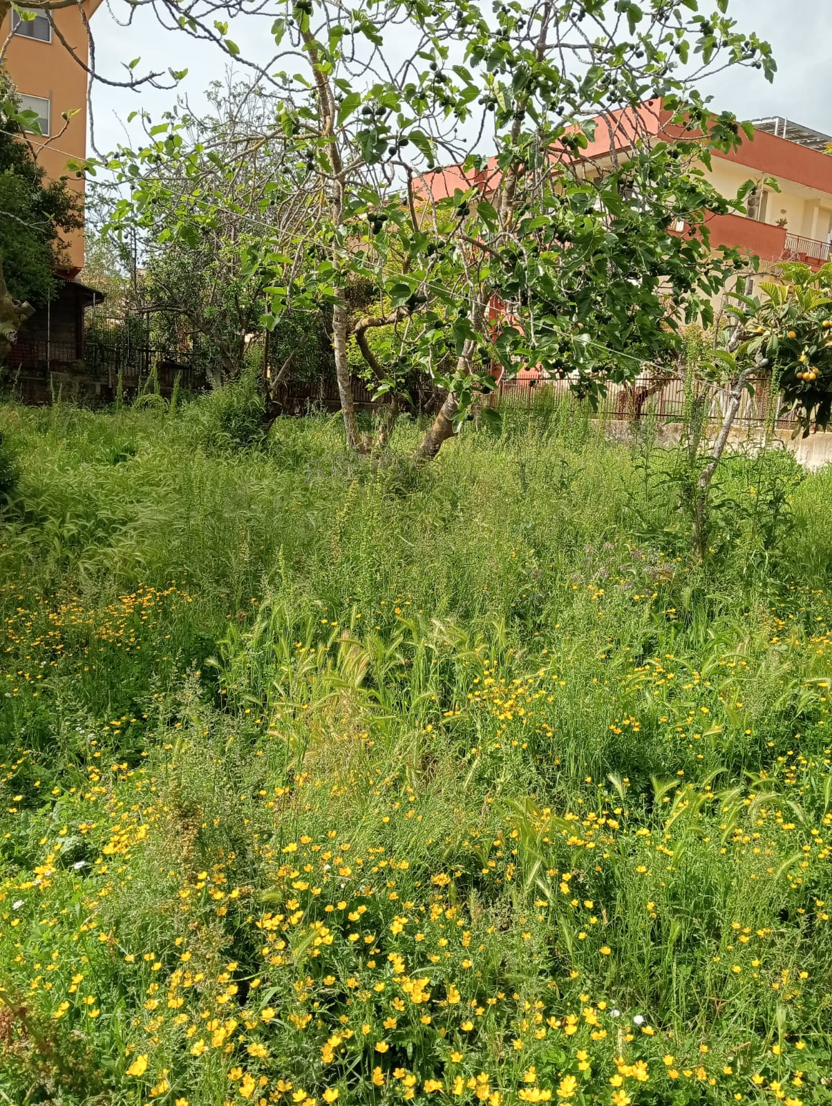 l'area cani di via Pergolesi, ad Aprilia