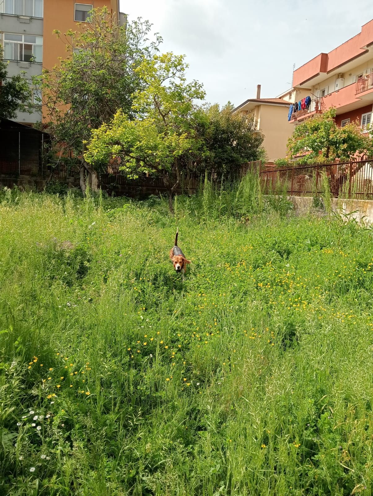 l'area cani di via Pergolesi, ad Aprilia