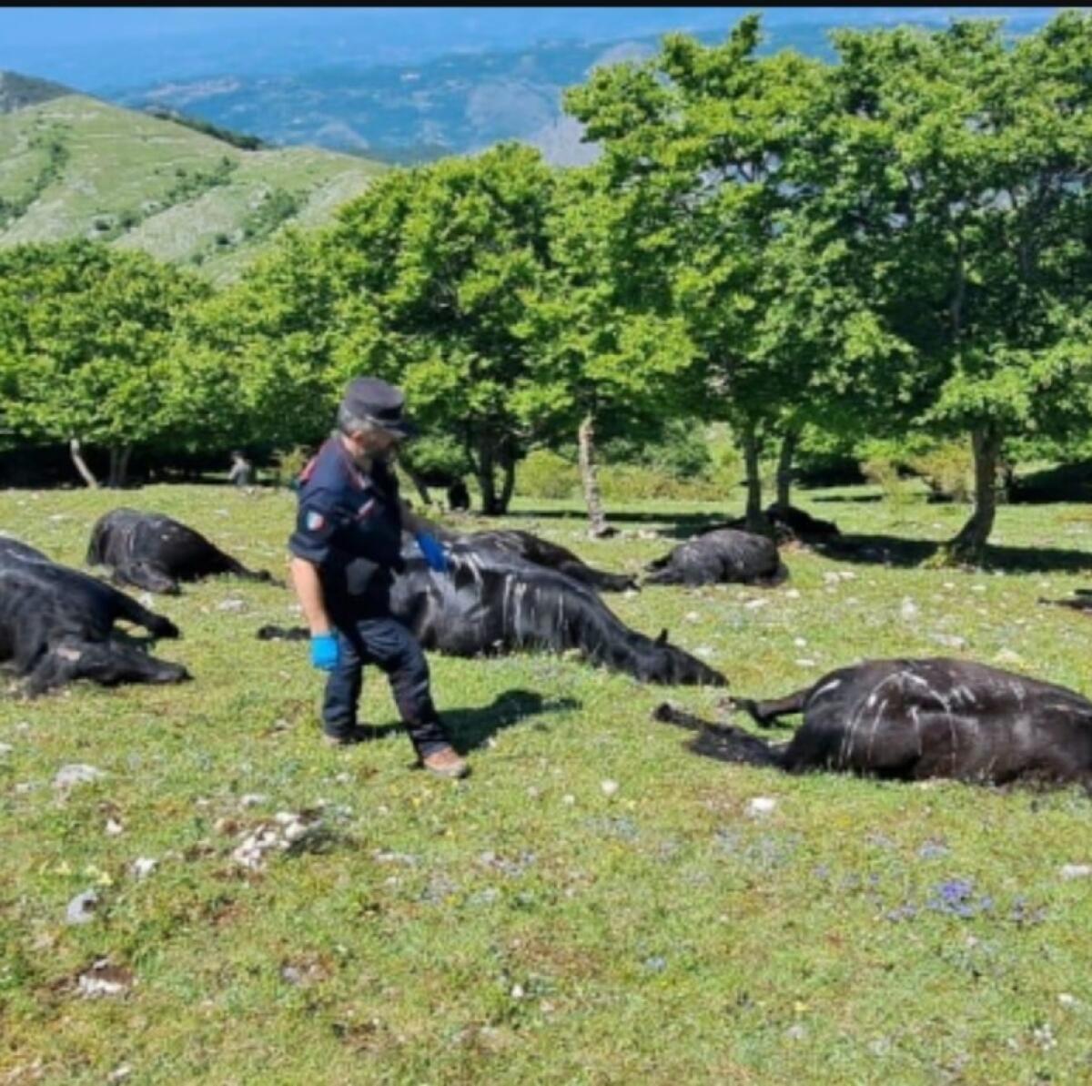 Nubifragio nel frusinate, i fulmini colpiscono 33 cavalli: morti - 