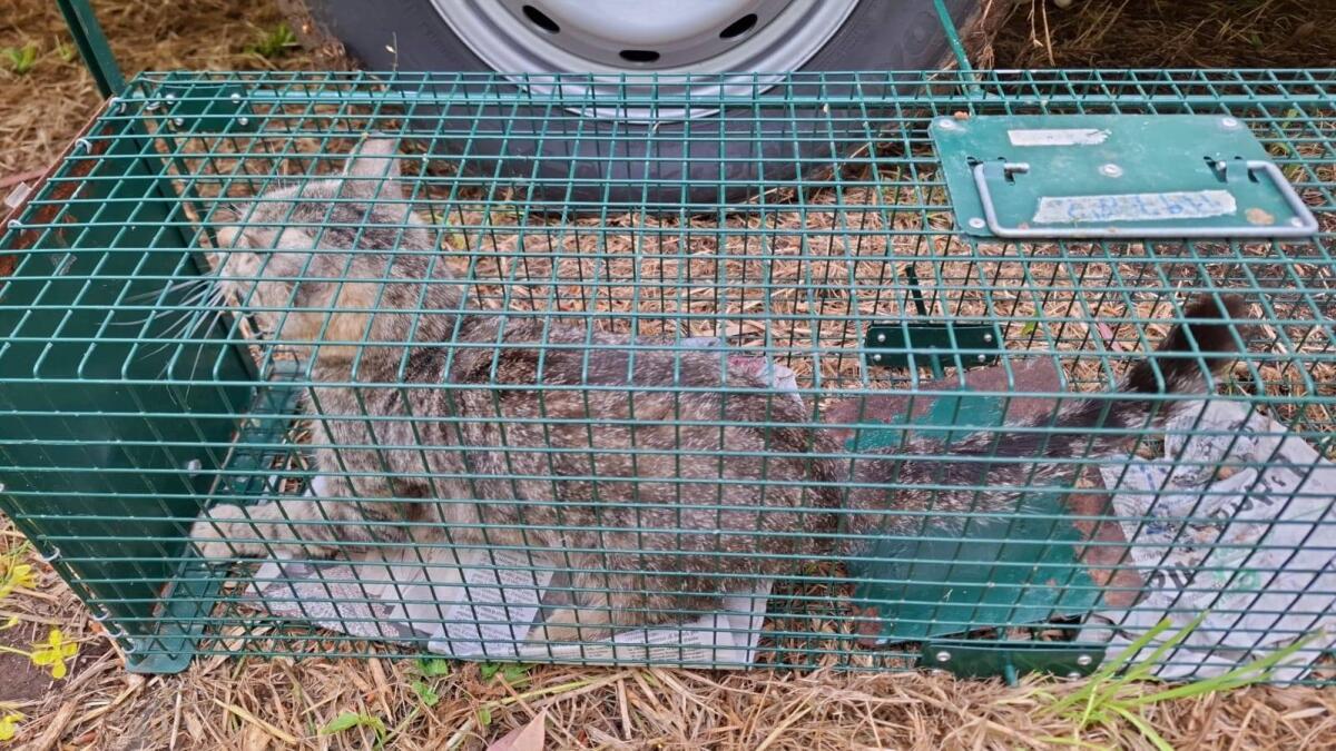 Accumulatrice seriale di gatti a Velletri, salvati almeno 50 animali - 