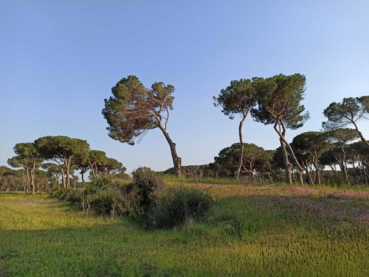 Una guardia giurata di 53 anni si toglie la vita nella pineta di Castel Fusano. - 