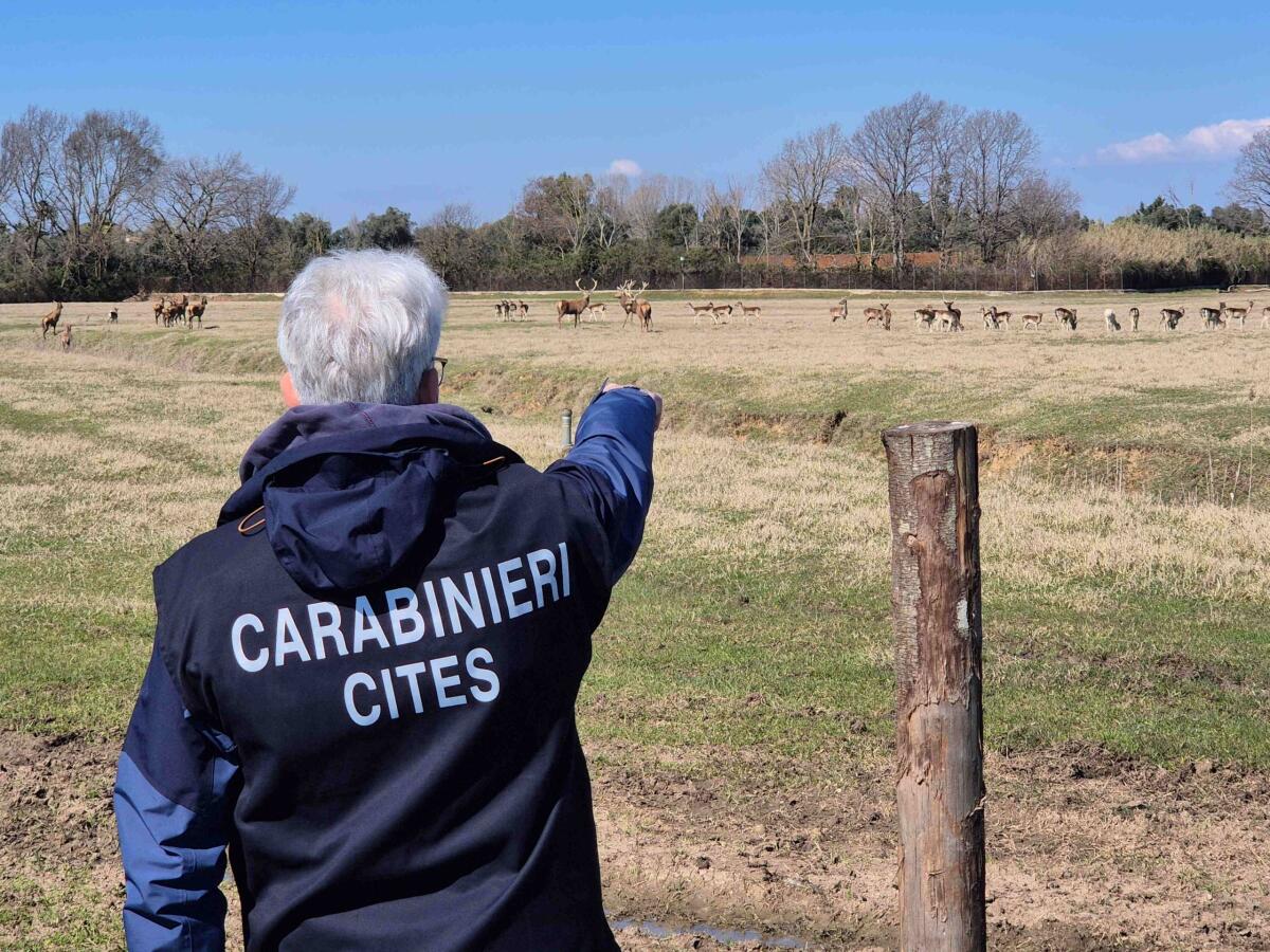 Scoperto in provincia di Latina un allevamento non autorizzato di daini e cervi. - 