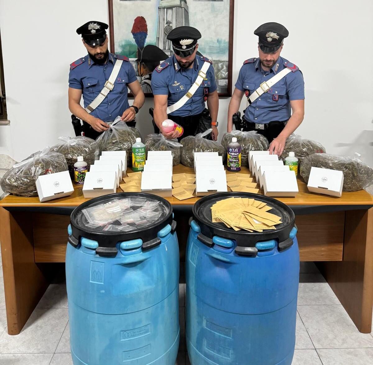 56enne intercettata a Torvaianica dai Carabinieri: in auto aveva droga. In casa coltivava marijuana in serra. - 