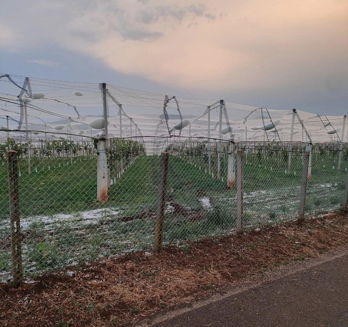 Agricoltura e violenta grandinata: il Comune di Cisterna chiede il riconoscimento dello stato di calamità naturale. - 