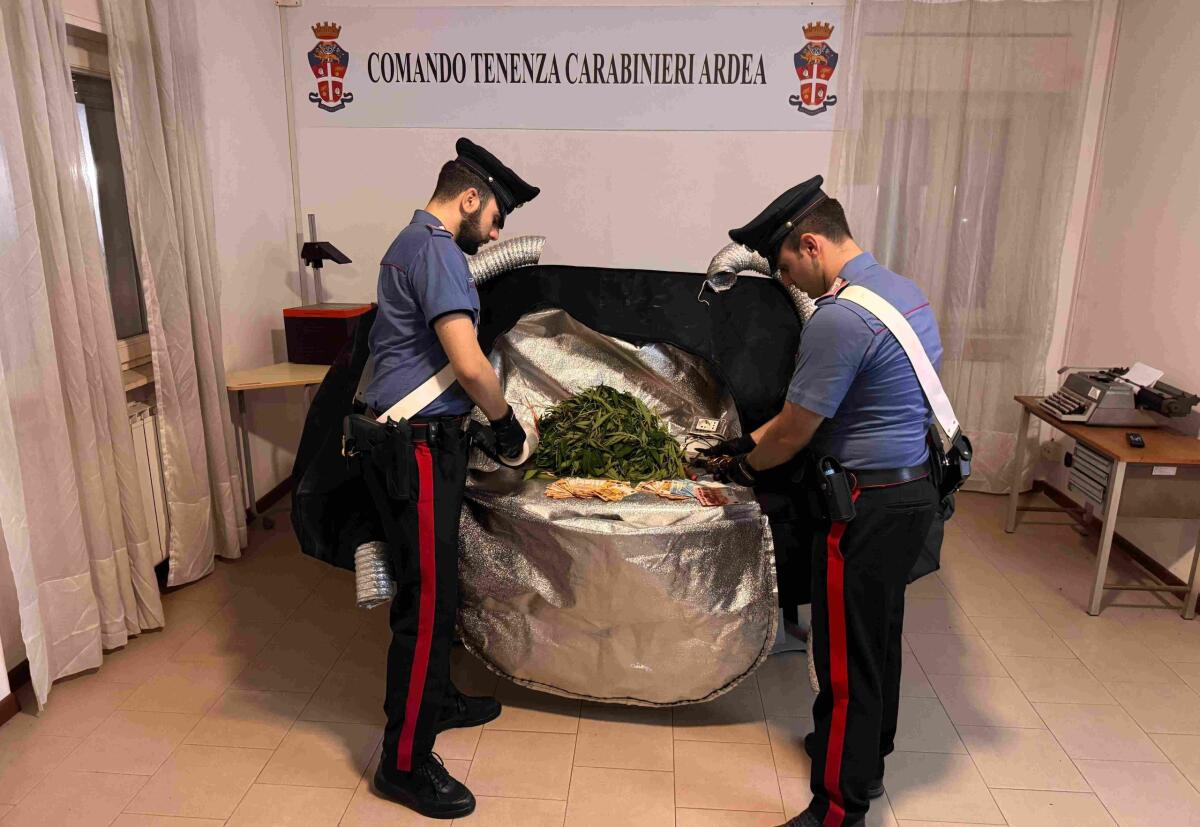 Coltivava marijuana, 25enne in arresto ad Ardea: sequestrati 4 chili di foglie essiccate - 