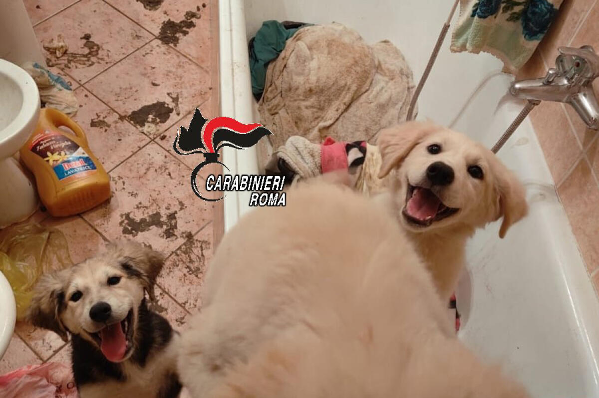 Cuccioli abbandonati e denutriti, salvati dai Carabinieri. Denunciata la proprietaria. - 