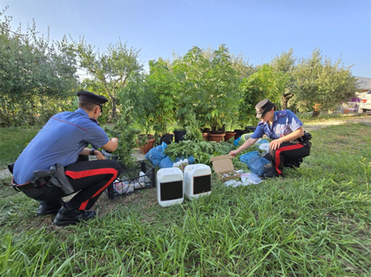 Coltivava ben 75 piantine di cannabis in giardino: 36enne pontino in manette. - 