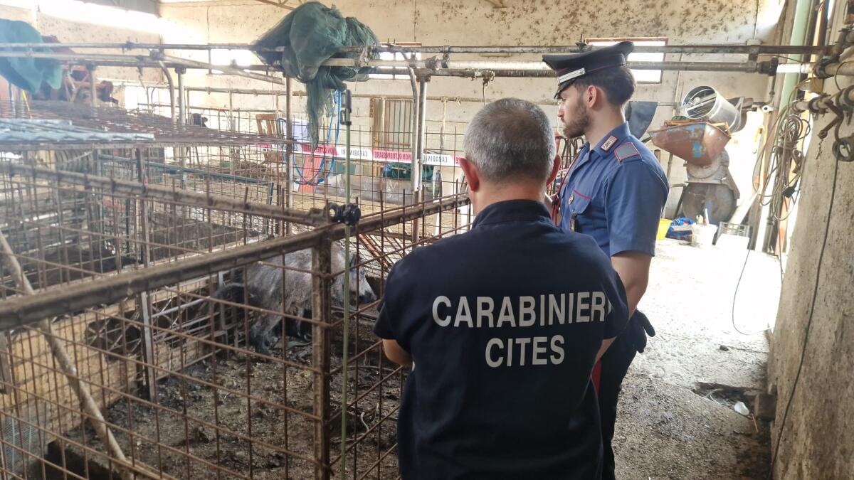 Sigilli a due rifugi per animali: 320 animali in gabbia senza cibo e acqua. - 