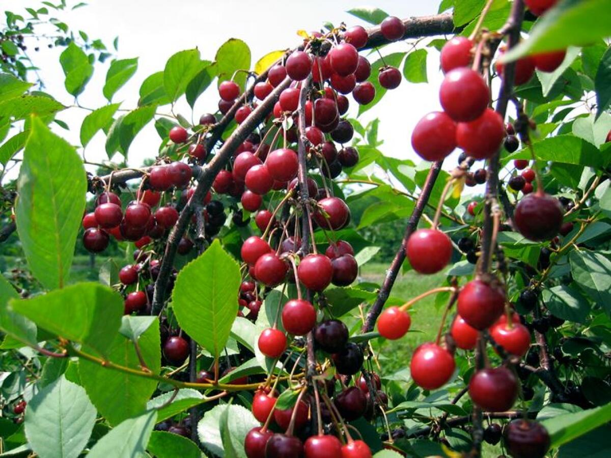 Sezze celebra il gusto della visciola con un evento che unisce sapori, arte e tradizione. - 