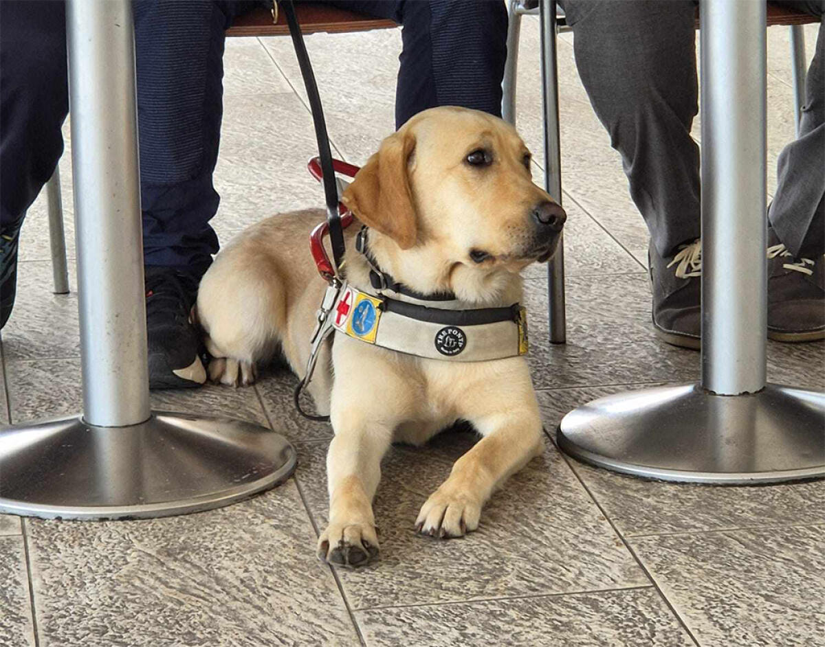 Ad Aprilia2 questo fine settimana si chiude l'evento “Pets - Storie di un amore incondizionato”. - 