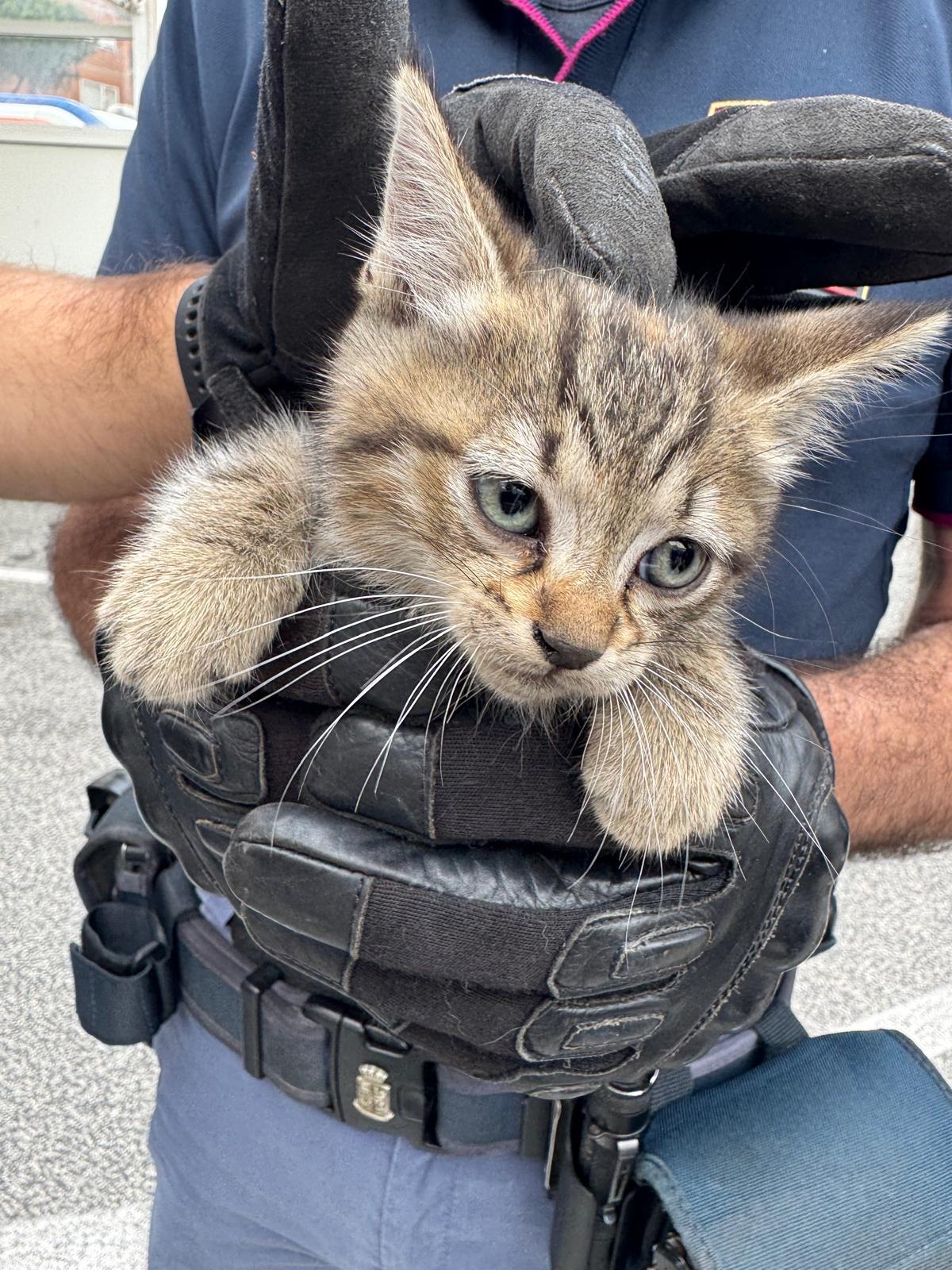 Gattino si nasconde nel motore di un'auto, salvato dalla polizia e dato in adozione - 