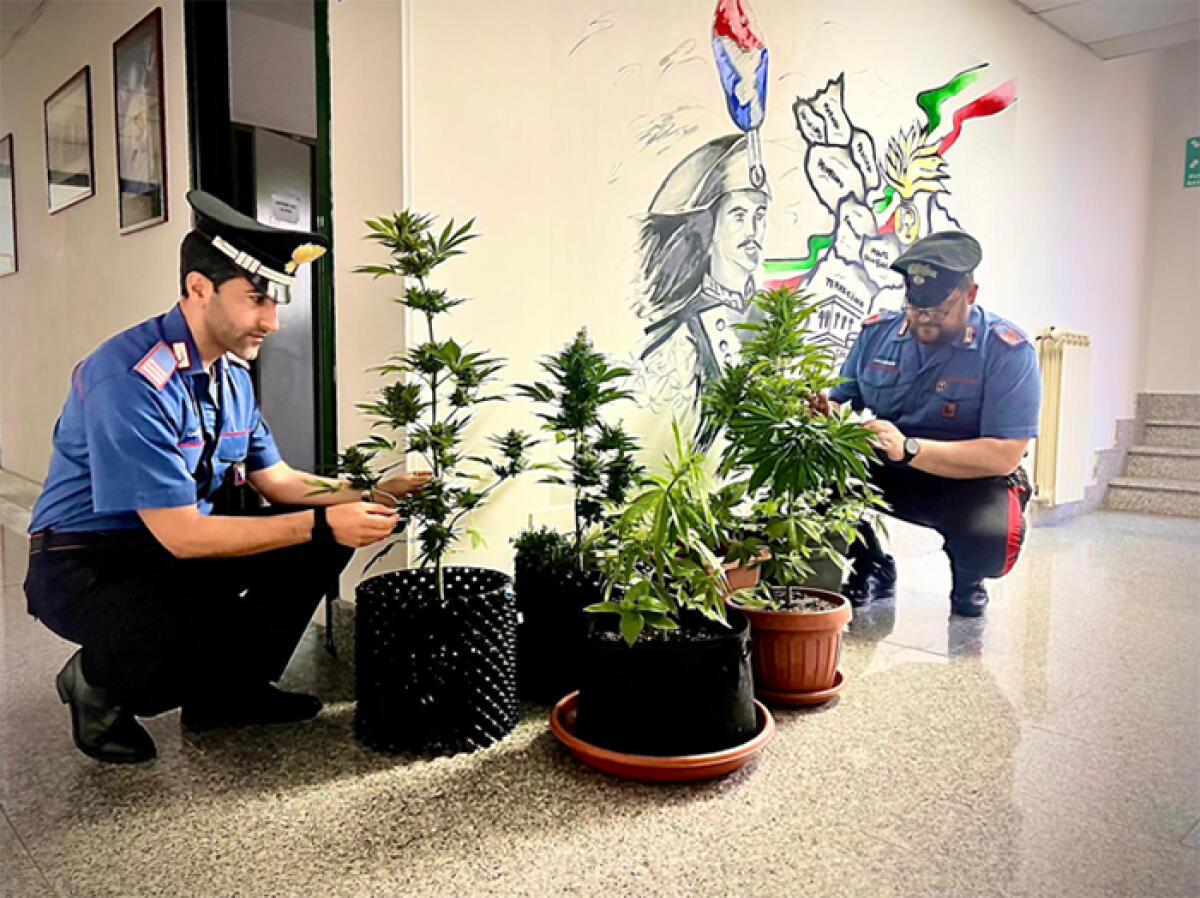 Terracina, annaffiava le piante di cannabis, coltivate nel giardino condominiale. Denunciato dai Carabinieri. - 