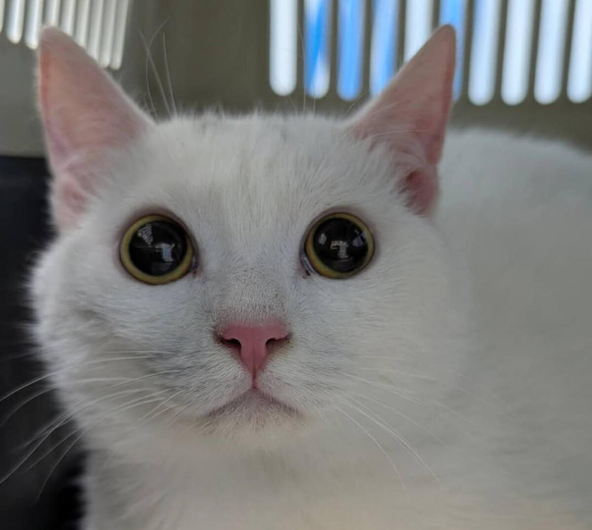 Gattino scomparso ad Aprilia da un mese: "Aiutatemi a trovare Doblò" - 