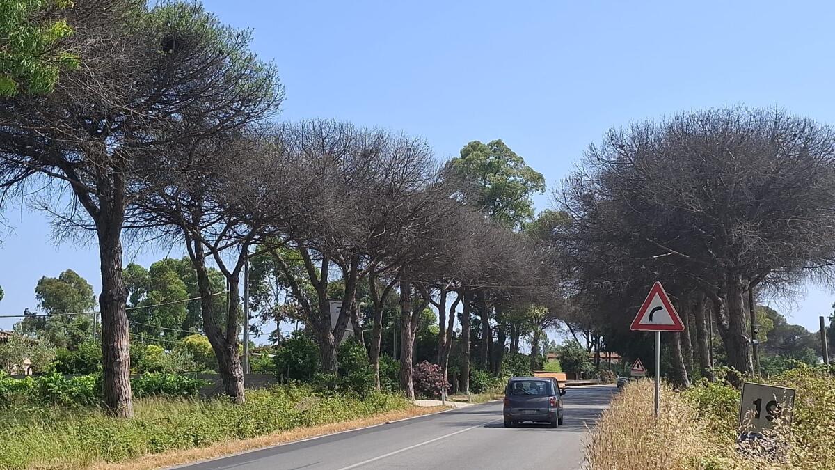 APRILIA - PINI SECCHI A VIA PANTANELLE E VIA DEI CINQUE ARCHI, VITE A RISCHIO PER MOTOCICLISTI E AUTOMOBILISTI - 