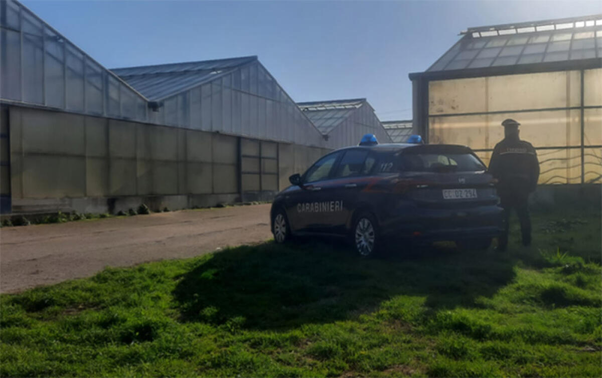 Ispezione in un’azienda agricola  pontina. L’attività viene sospesa ed il titolare denunciato. - 