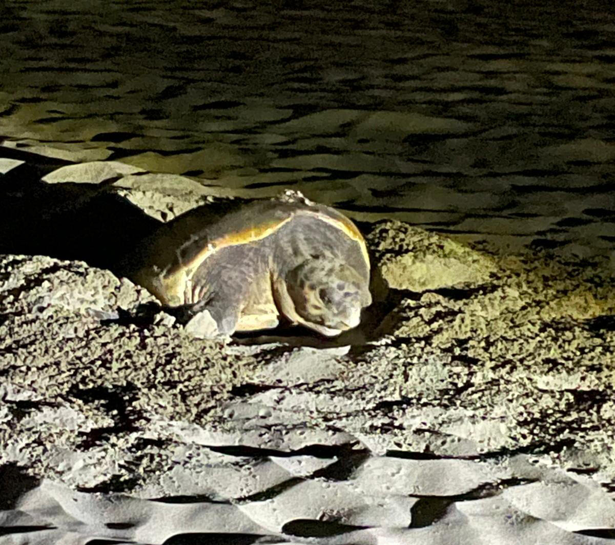 Tartaruga Caretta Caretta depone le uova su una spiaggia del Circeo - 