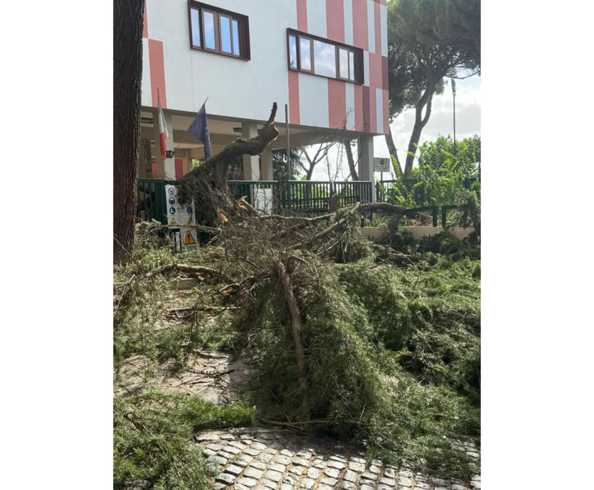 Albero cade nei pressi di una scuola, non ci sono feriti - 
