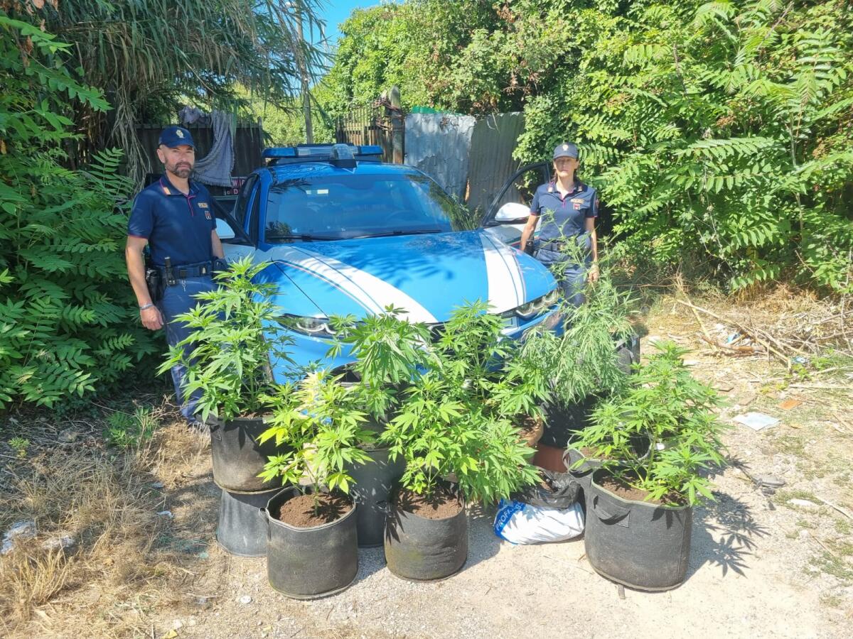 Piantagione di marijuana su un terreno demaniale a Gaeta: scatta il sequestro - 