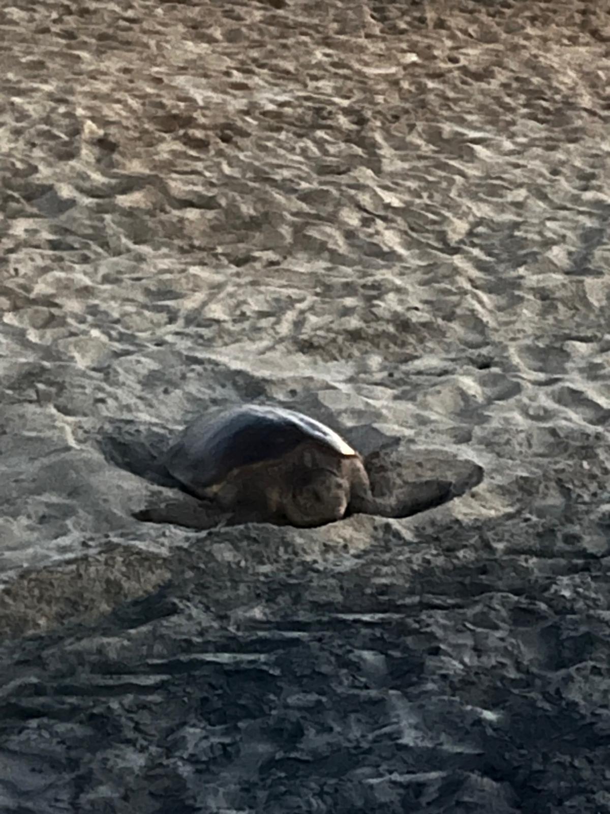 La Caretta Caretta ama Latina Lido: attesa per 97 uova - 