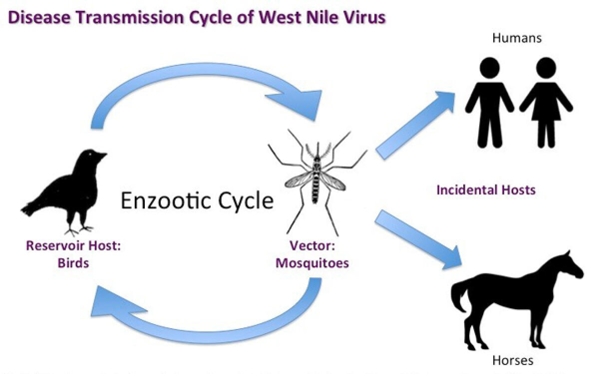 VIRUS WEST NILE, LA ASL DI LATINA: "ECCO COME PROTEGGERSI" - 
