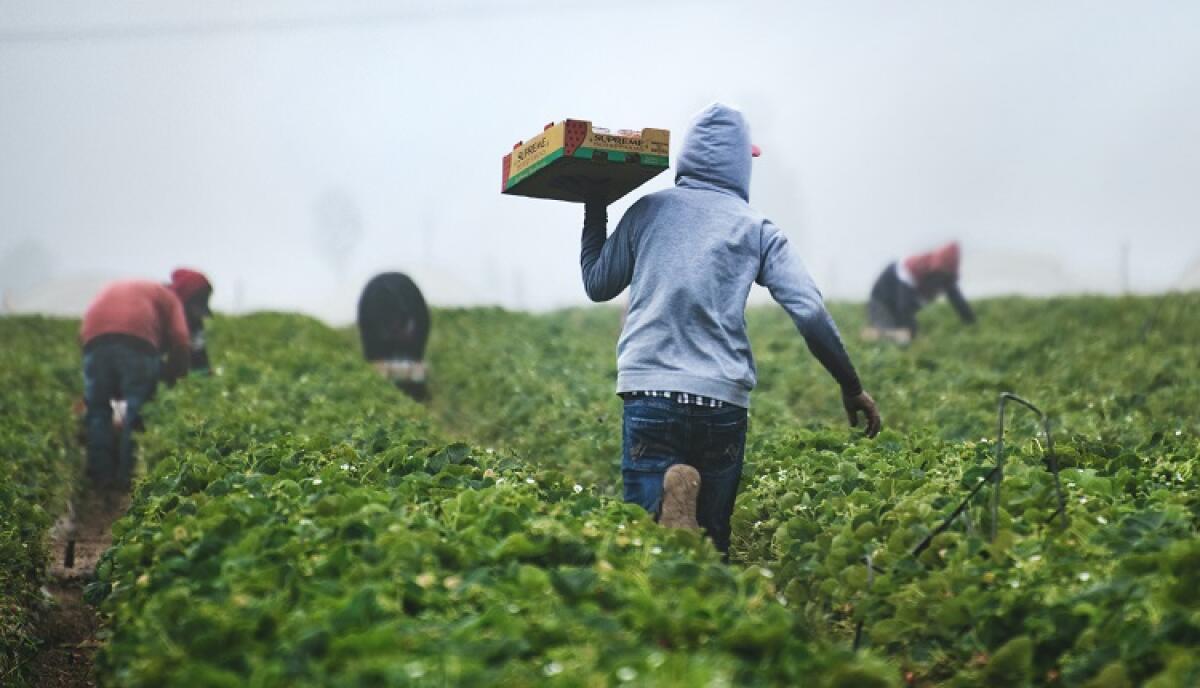 Bracciante investito e ucciso a Sabaudia, Cgil: "Piaga da affrontare" - 