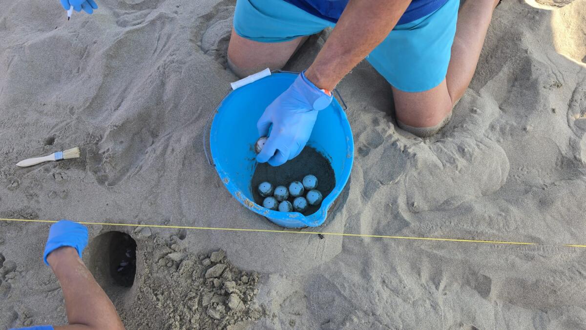 Una Caretta Caretta depone 78 uova sul litorale di Fondi. Altro nido a Terracina. - 