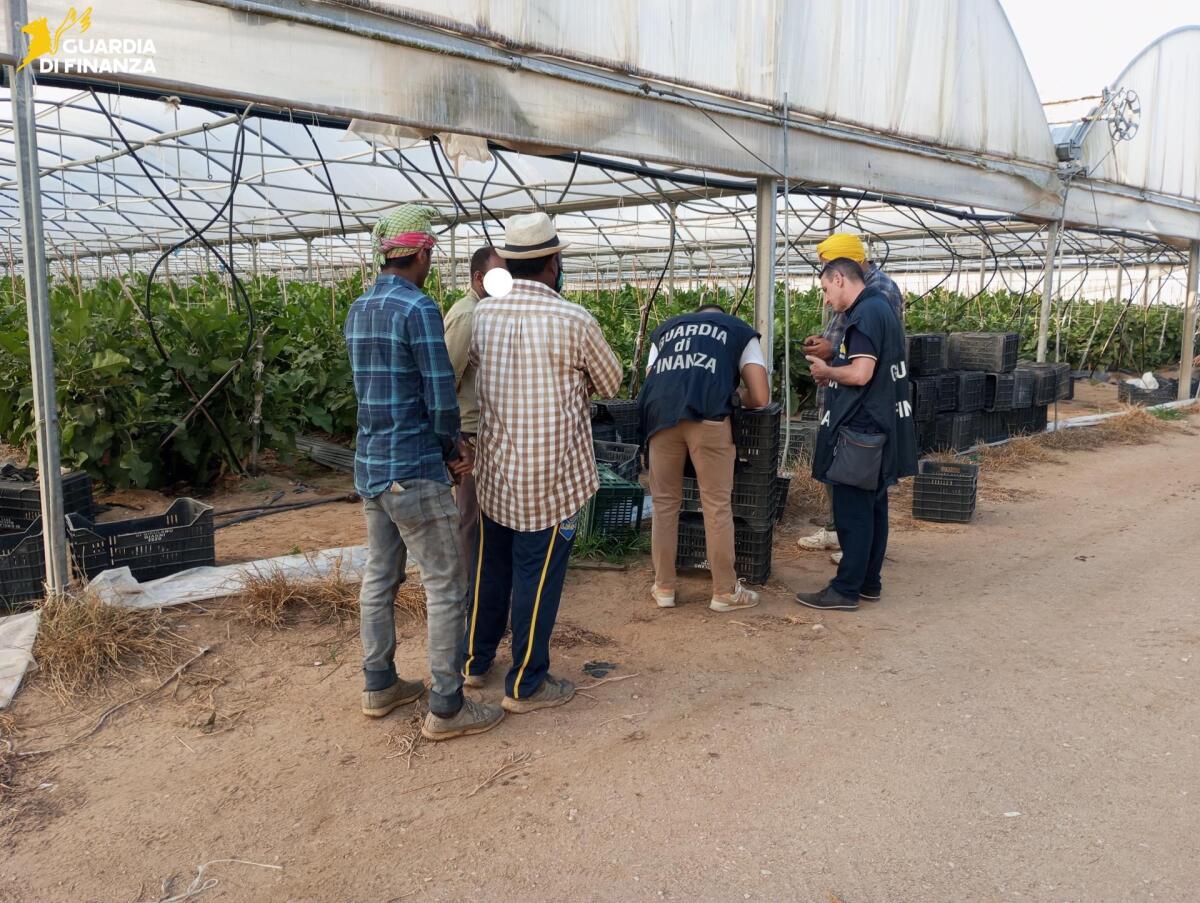 Campagna nera, sei lavoratori indiani senza contratto né tutele - 