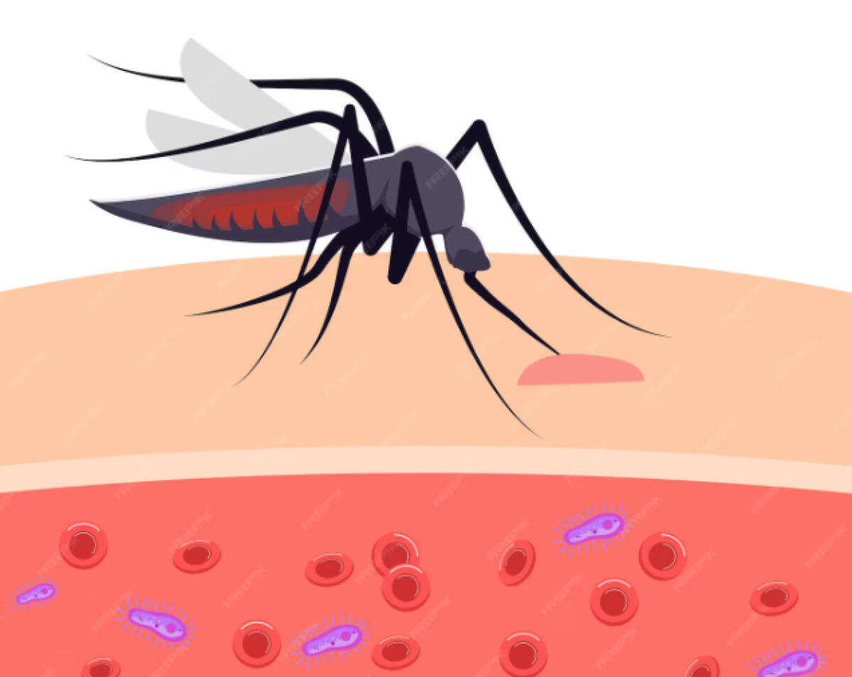 Cisterna - Disinfestazione larvicida conclusa, il 7 agosto nuovo doppio intervento - 