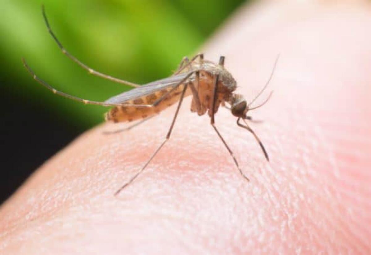 Virus West Nile, 12 nuovi casi nelle ultime ore nel Lazio, tutti in provincia di Latina. - 
