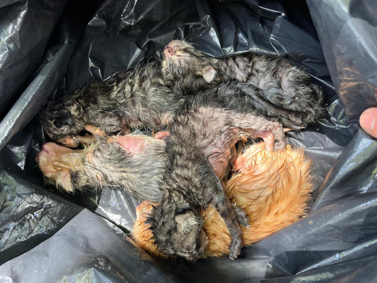 Sei gattini abbandonati in un cassonetto a Cisterna. - 