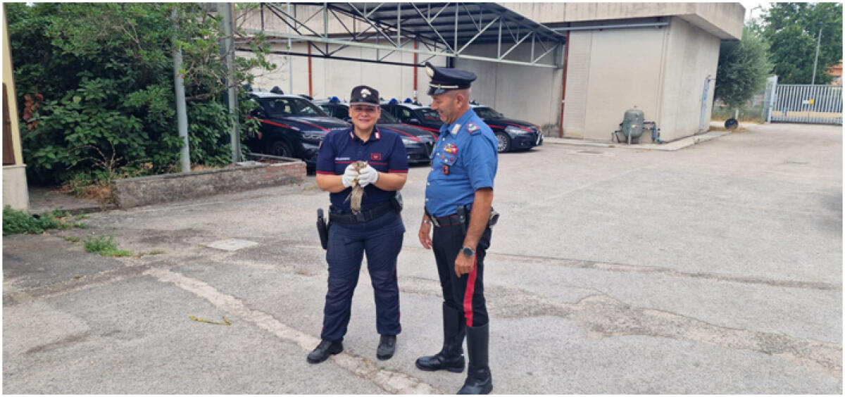 Gheppio intrappolato tra i fili della corrente elettrica, salvato dai carabinieri di Latina - 