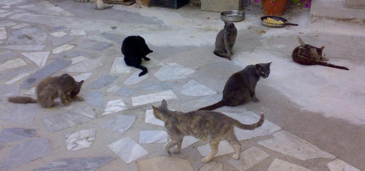 Lavinio: allarme polpette avvelenate per cani e gatti - 