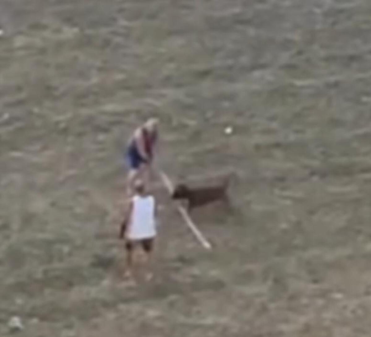 LATINA - Mastiff sfugge al controllo del padrone e lo aggredisce. Preso a bastonate, ferisce altre due persone. - 