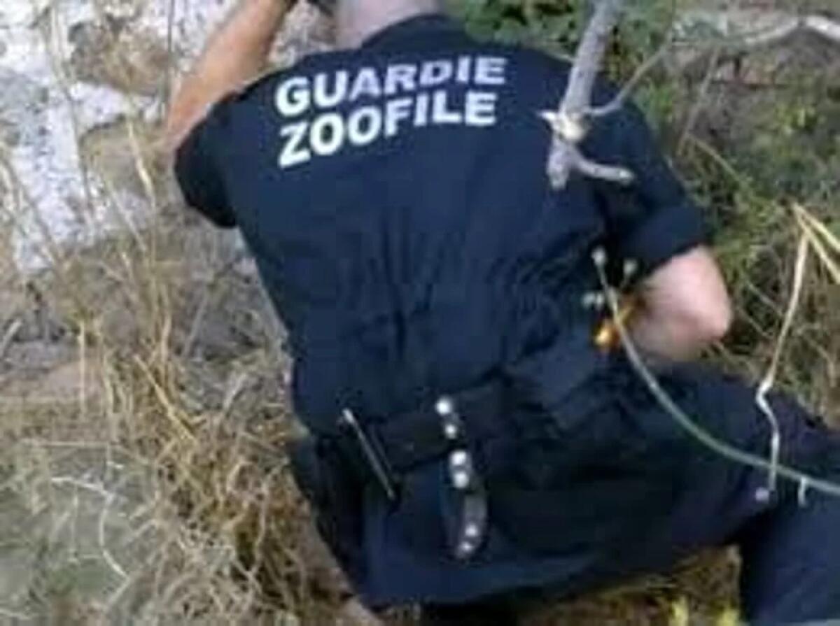 Guardia zoofila di Latina interviene per dei cani maltrattati: in casa nel degrado anche 5 bambini - 