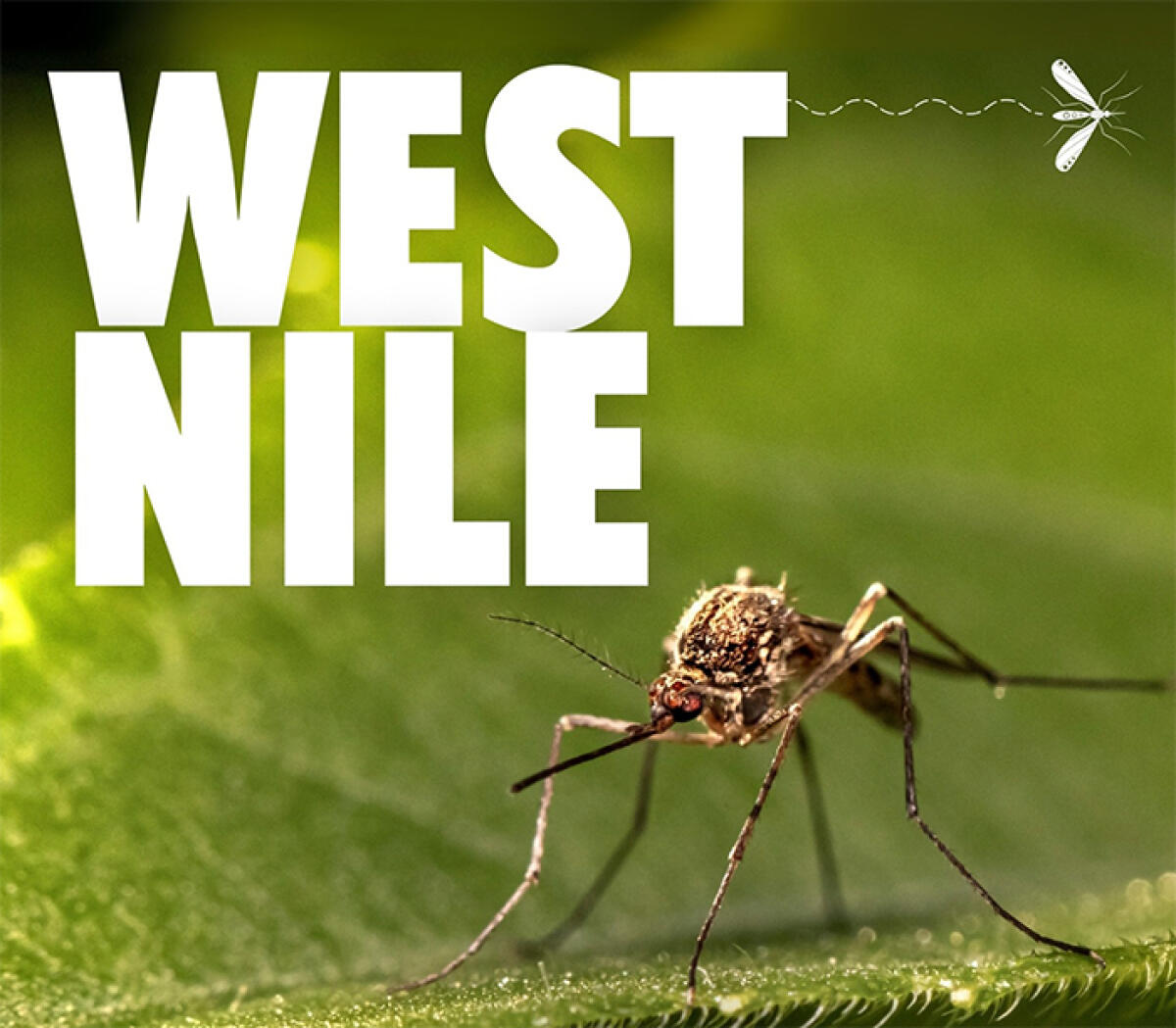 Infezioni da West Nile: anche Aprilia nei 12 nuovi casi emersi ieri nel Lazio: sono tutti in provincia di Latina. - 