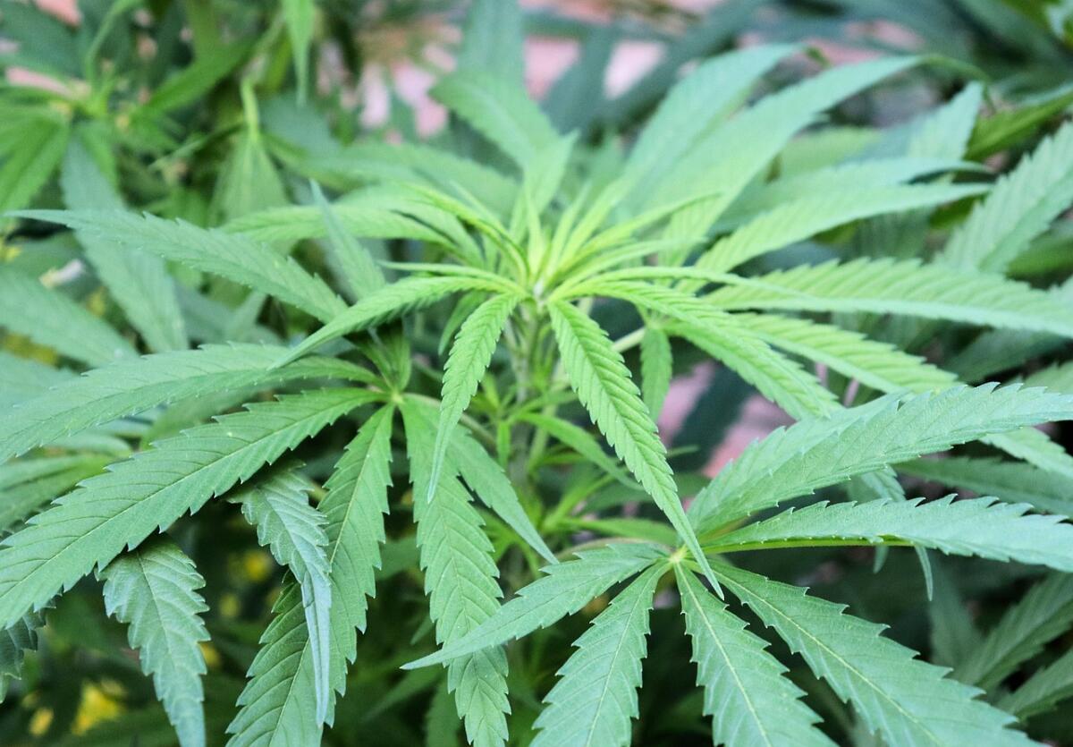 Coltivavano marijuana nel giardino della casa di vacanza a Nemi. Denunciata una coppia. - 