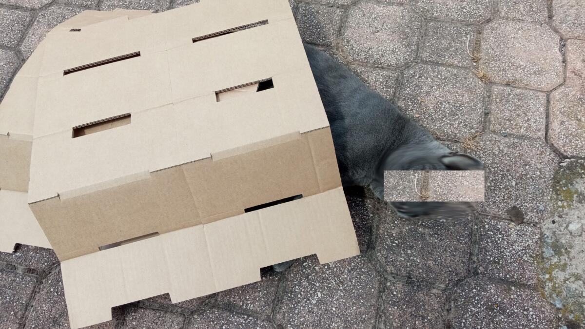 Aprilia - Gatto investito da un'auto e ucciso: "Il corpo senza vita ancora in strada" - 