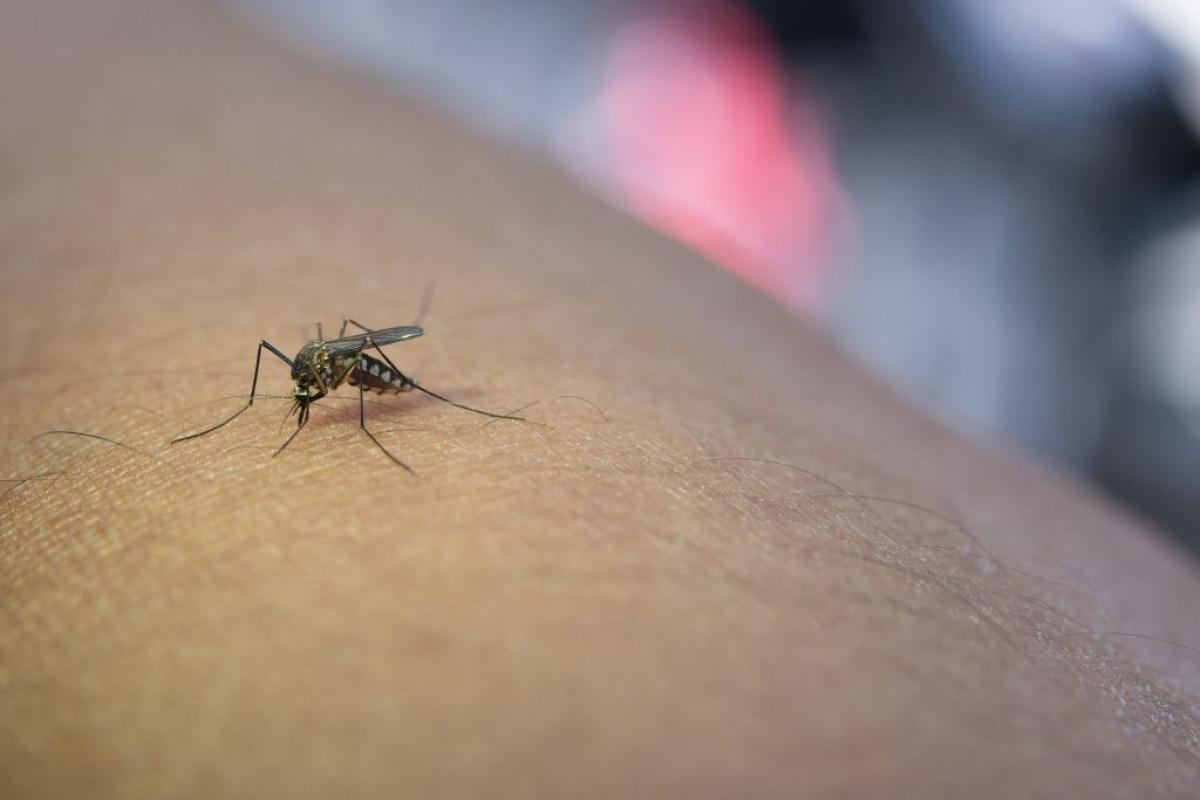 West Nile, proseguono interventi di disinfestazione a Cisterna - 