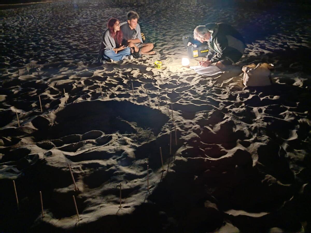 23 tartarughe Caretta Caretta nate sulla spiaggia di Sabaudia. - 